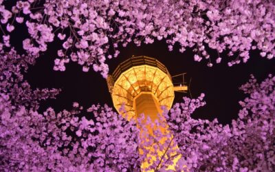 Why Daegu is Korea’s Hidden Gem for ESL Teachers